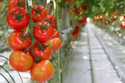 تصویر 2 از گوجه فرنگی گلخانه ای صادراتی رسیده آبدار استاندارد